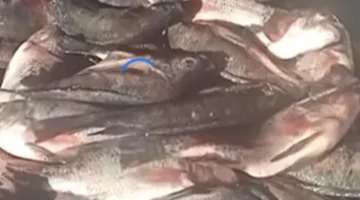 سوق كفر الشيخ اليوم.. البلطي بسعر 50 جنيهاً والبوري بـ120